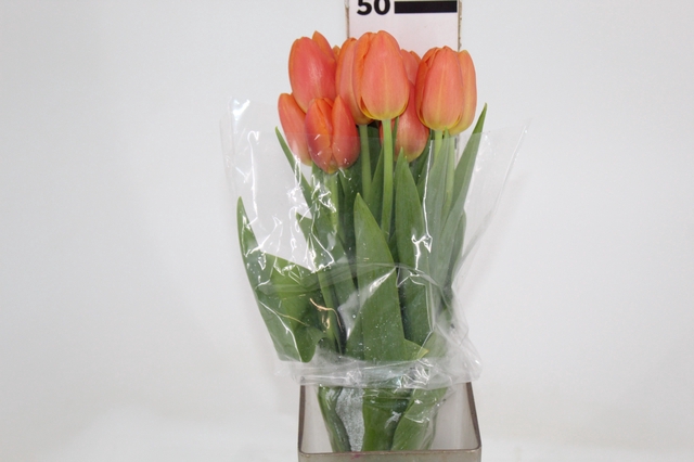 TULIPA LARANJA