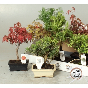 BONSAI GEM