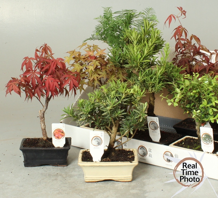 <h4>BONSAI GEM</h4>