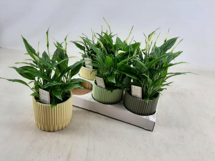 <h4>SPATH CHOPIN</h4>