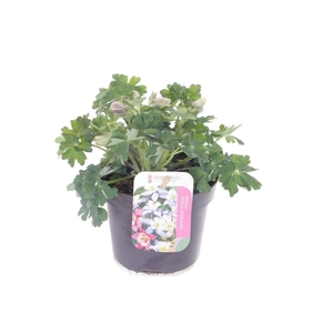 Aquilegia caer. Spring Magic White
