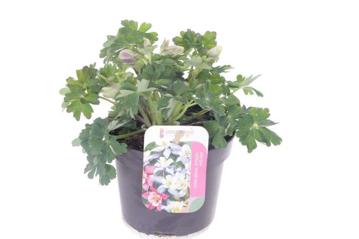 <h4>Aquilegia caer. Spring Magic White</h4>