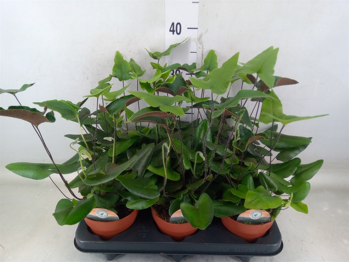 <h4>Hemionitis arifolia</h4>