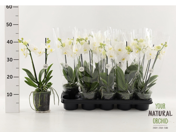 <h4>PHAL OV WIT</h4>