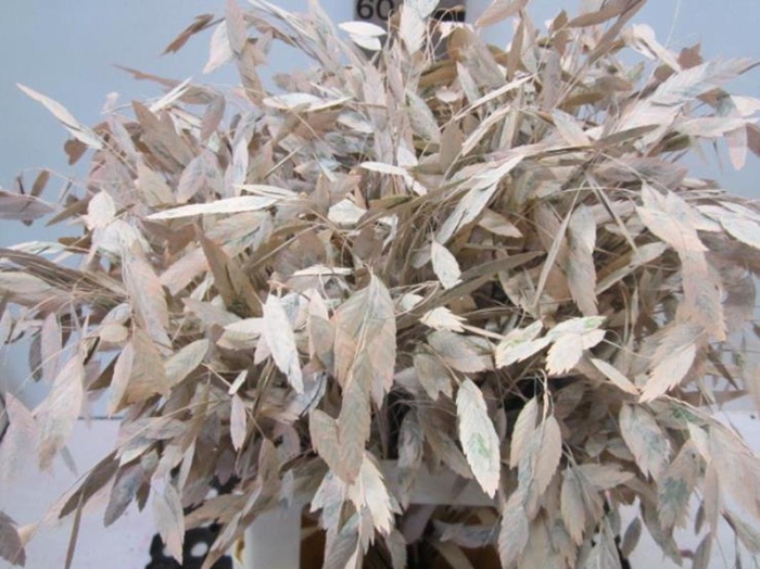 <h4>Chasmanthium Zalm</h4>