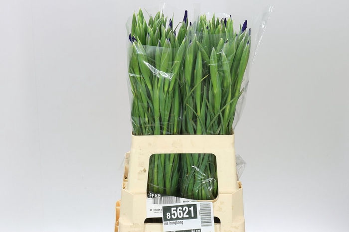 <h4>Iris Hongkong</h4>