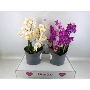 Phalaenopsis   ...mix