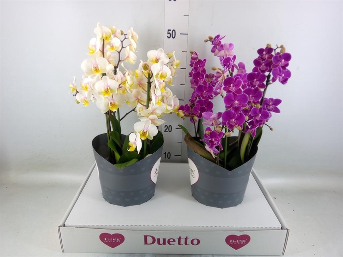 <h4>Phalaenopsis   ...mix</h4>