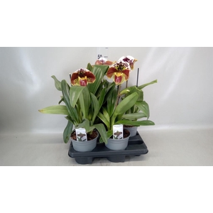 Paphiopedilum  'Amerikaanse hybrid'