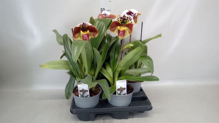 <h4>Paphiopedilum  'Amerikaanse hybrid'</h4>