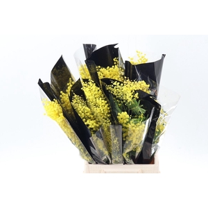 Acacia Baileya Bl Bs