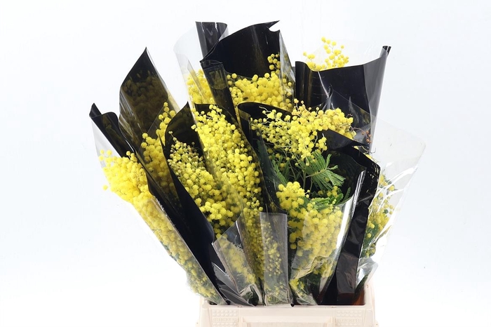 <h4>Acacia Baileya Bl Bs</h4>