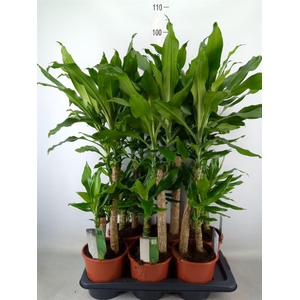 Dracaena frag. 'Steudneri'