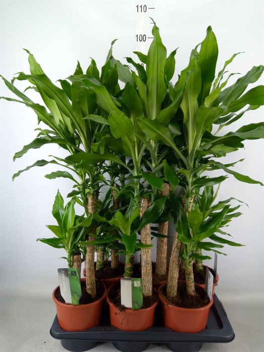 <h4>Dracaena frag. 'Steudneri'</h4>