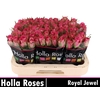 R GR ROYAL JEWEL