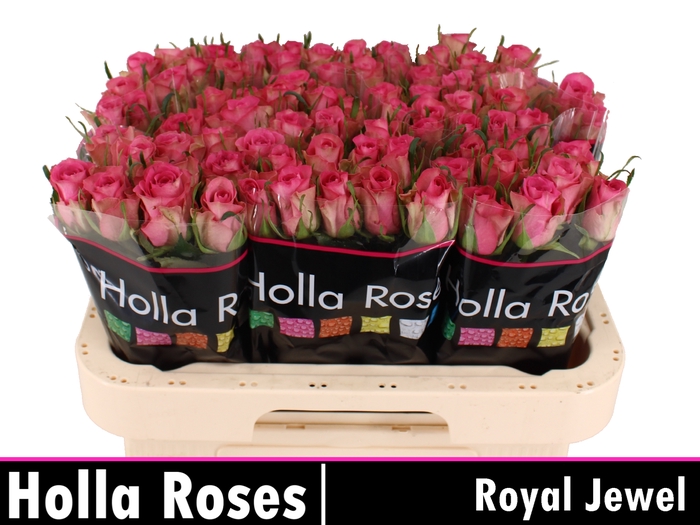 R GR ROYAL JEWEL