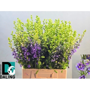 CONS R Q VIOLE LILAC