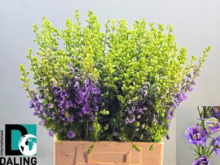 <h4>CONS R Q VIOLE LILAC</h4>