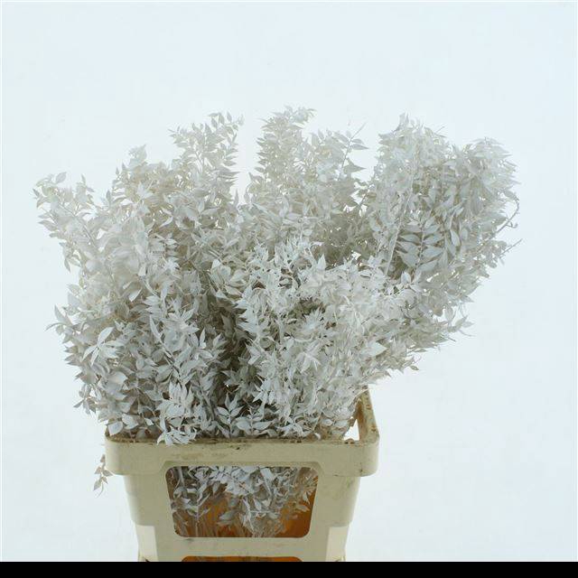 <h4>RUSCUS OV KLB H%</h4>