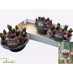 HYACIN APRICOT PASSI