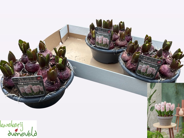 <h4>HYACIN APRICOT PASSI</h4>