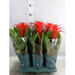 Guzmania  'Calypso'