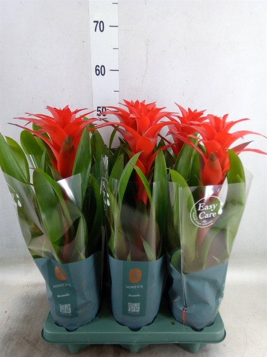 <h4>Guzmania  'Calypso'</h4>