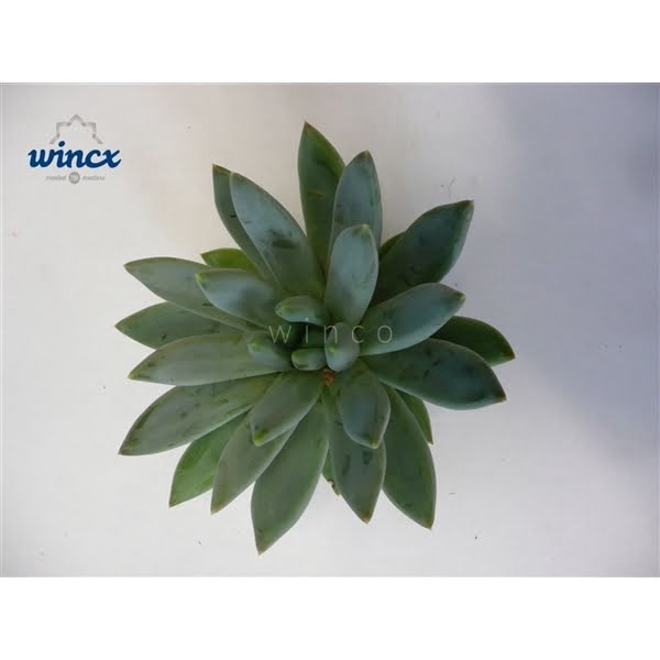 <h4>Echeveria Hookerii Cutflower</h4>