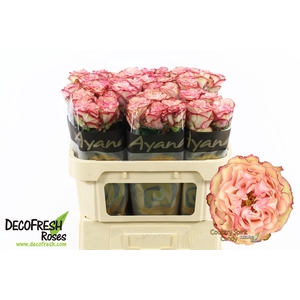 R Gr Country SP Candy