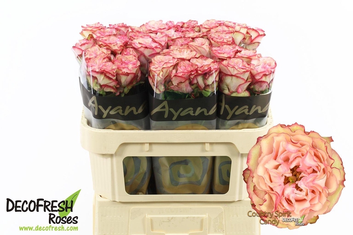 <h4>R Gr Country SP Candy</h4>