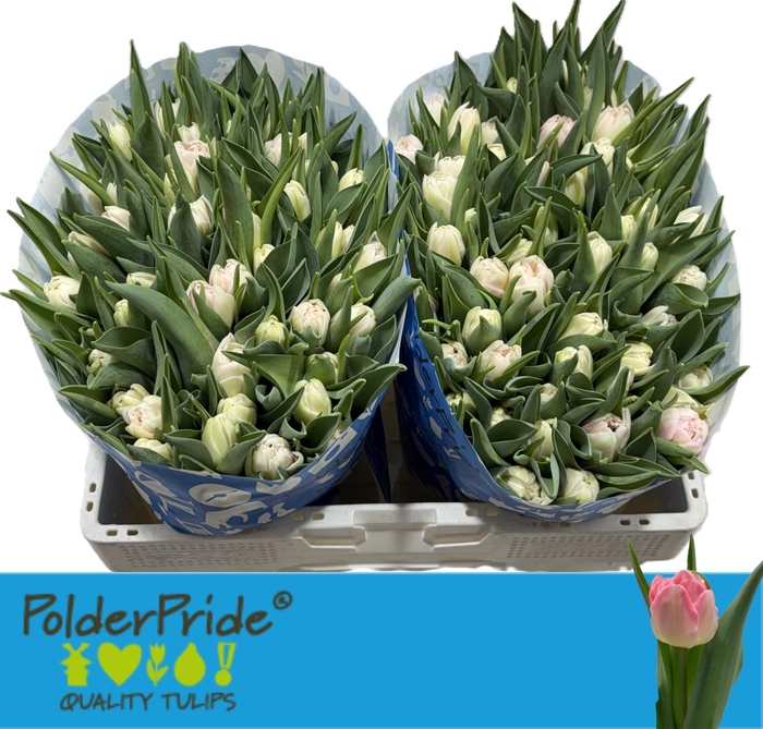 <h4>TU DU PINK DELIGHT</h4>