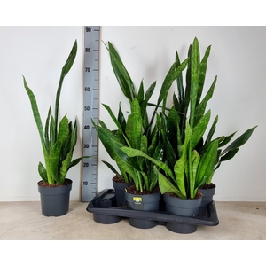 !! PROMO !! SANSEVIERIA ZEYLANICA P17