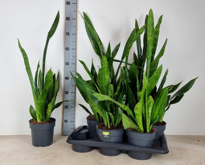 <h4>!! PROMO !! SANSEVIERIA ZEYLANICA P17</h4>