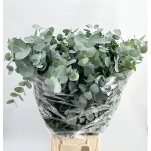 EUC. CINEREA ALBENGA 200GR ATL