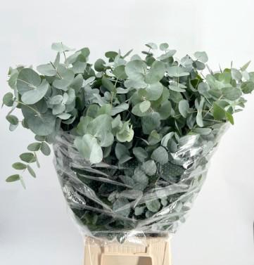 <h4>EUC. CINEREA ALBENGA 300GR ZW</h4>