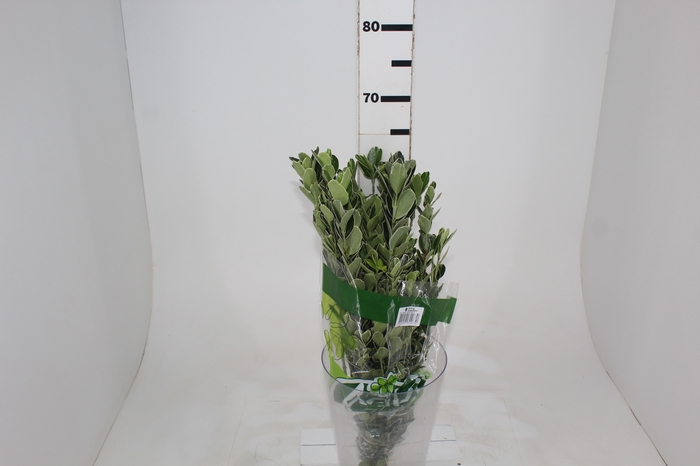 <h4>FOLH IVONE VARIEGATA</h4>