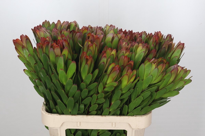 <h4>Leucadendron Goldstrike</h4>