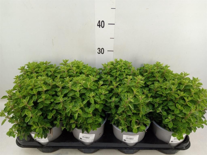 <h4>Origanum vulgare</h4>