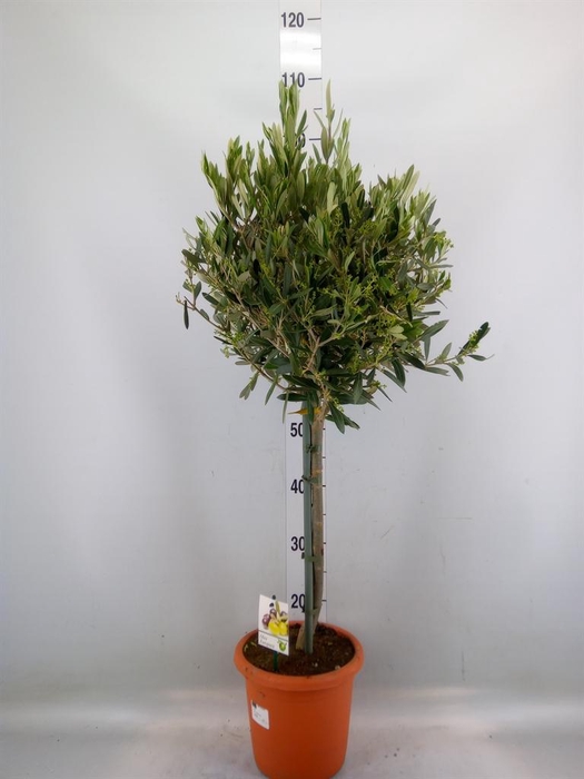 <h4>Olea europaea</h4>