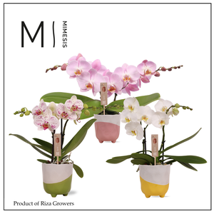 Phalaenopsis Spirit Mix 2 spike – 12cm in Gabby | Mimesis