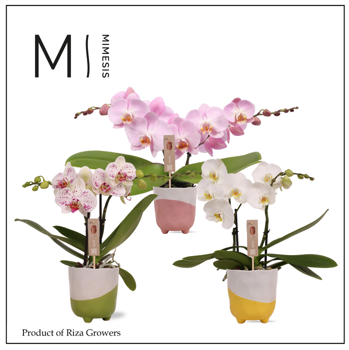 <h4>Phalaenopsis Spirit Mix 2 spike – 12cm in Gabby | Mimesis</h4>