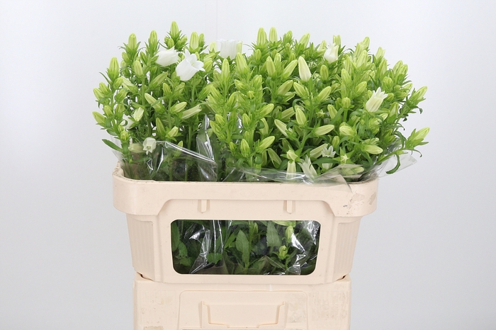 <h4>Campanula Champ Whit</h4>