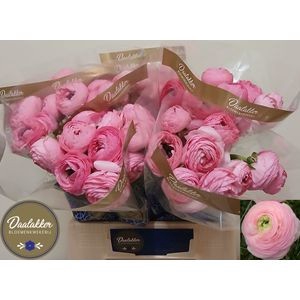 <h4>RAN AAZUR PINK</h4>
