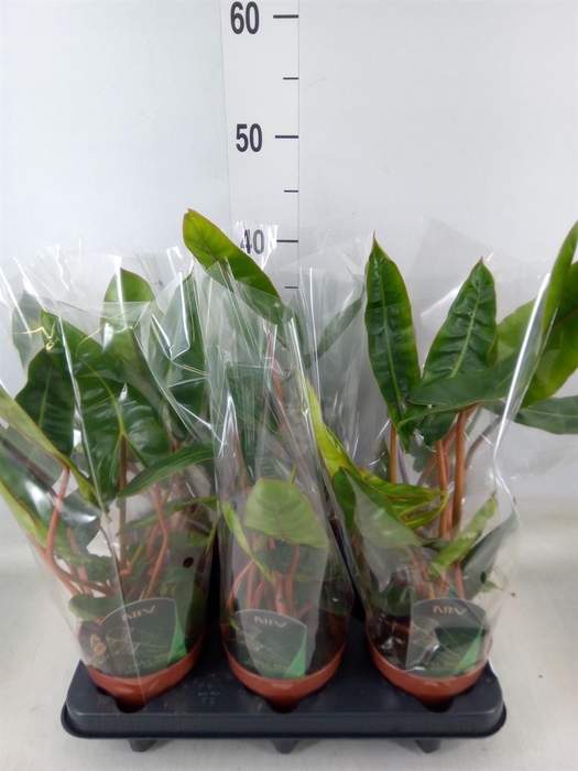 <h4>Philodendron billietiae</h4>
