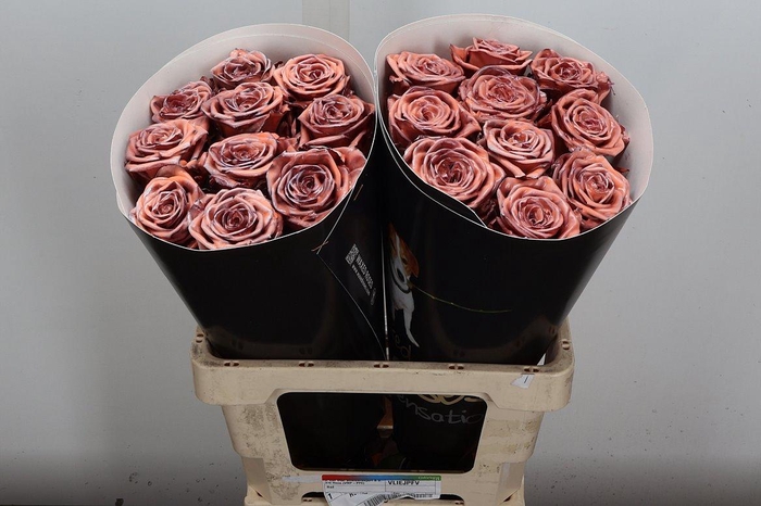 <h4>R Wx (rn) Versilia</h4>