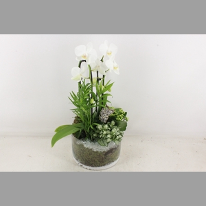 arr2 PL - Glas cilinder Phal. - wit