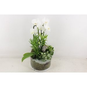 arr2 PL - Glas cilinder Phal. - wit