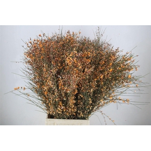 Ginster 400gr Orange P Bunch