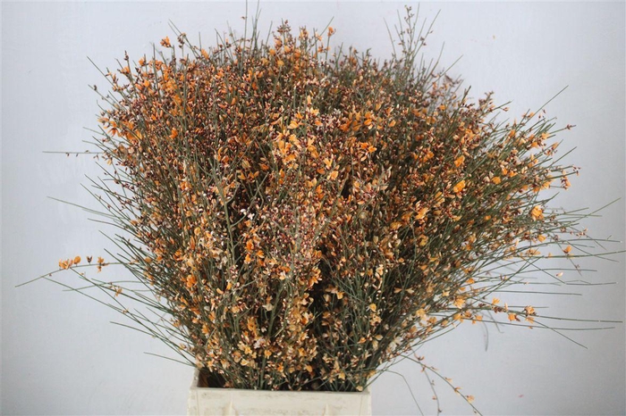 <h4>Ginster 400gr Orange P Bunch</h4>