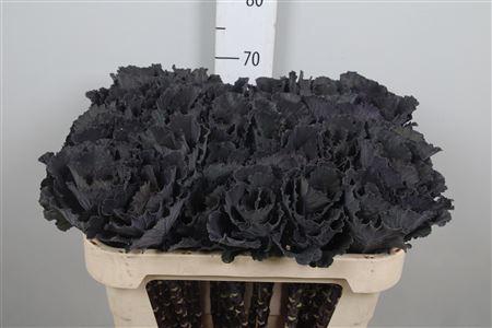 <h4>Brass Black Leaf</h4>